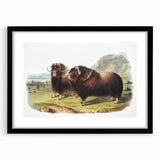 Romanticism Art: Classic Musk Ox Illustration on Historical Canvas