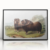 Romanticism Art: Classic Musk Ox Illustration on Historical Canvas