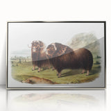 Romanticism Art: Classic Musk Ox Illustration on Historical Canvas