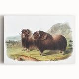 Romanticism Art: Classic Musk Ox Illustration on Historical Canvas