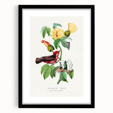 Romantic Art Prints: Vermilion Flycatcher and Botanical Study