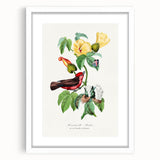 Romantic Art Prints: Vermilion Flycatcher and Botanical Study
