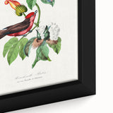 Romantic Art Prints: Vermilion Flycatcher and Botanical Study