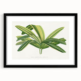 Romantic Art Prints: Broadleaf Lady Palm Botanical Illustration
