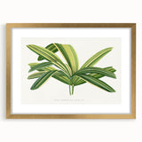 Romantic Art Prints: Broadleaf Lady Palm Botanical Illustration