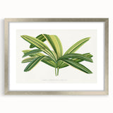 Romantic Art Prints: Broadleaf Lady Palm Botanical Illustration