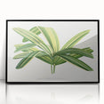 Romantic Art Prints: Broadleaf Lady Palm Botanical Illustration