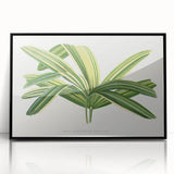 Romantic Art Prints: Broadleaf Lady Palm Botanical Illustration