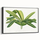 Romantic Art Prints: Broadleaf Lady Palm Botanical Illustration