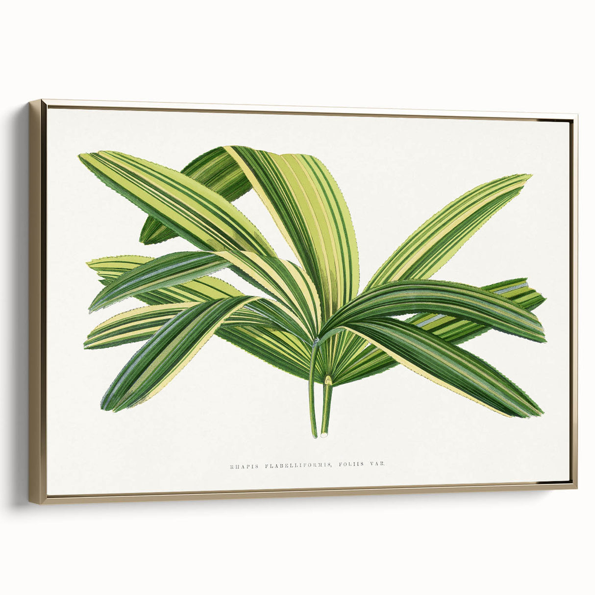 Romantic Art Prints: Broadleaf Lady Palm Botanical Illustration