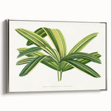 Romantic Art Prints: Broadleaf Lady Palm Botanical Illustration