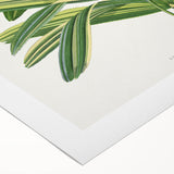 Romantic Art Prints: Broadleaf Lady Palm Botanical Illustration