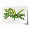 Romantic Art Prints: Broadleaf Lady Palm Botanical Illustration