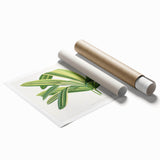 Romantic Art Prints: Broadleaf Lady Palm Botanical Illustration