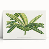 Romantic Art Prints: Broadleaf Lady Palm Botanical Illustration