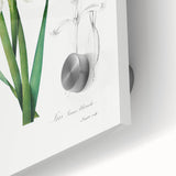 Neoclassical Art Print of Gold-banded Iris by Redouté - Botanical Decor