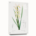 Neoclassical Art Print of Gold-banded Iris by Redouté - Botanical Decor