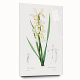 Neoclassical Art Print of Gold-banded Iris by Redouté - Botanical Decor