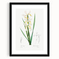 Neoclassical Art Print of Gold-banded Iris by Redouté - Botanical Decor