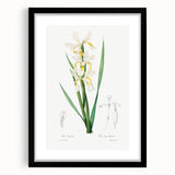 Neoclassical Art Print of Gold-banded Iris by Redouté - Botanical Decor