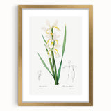 Neoclassical Art Print of Gold-banded Iris by Redouté - Botanical Decor