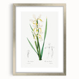 Neoclassical Art Print of Gold-banded Iris by Redouté - Botanical Decor