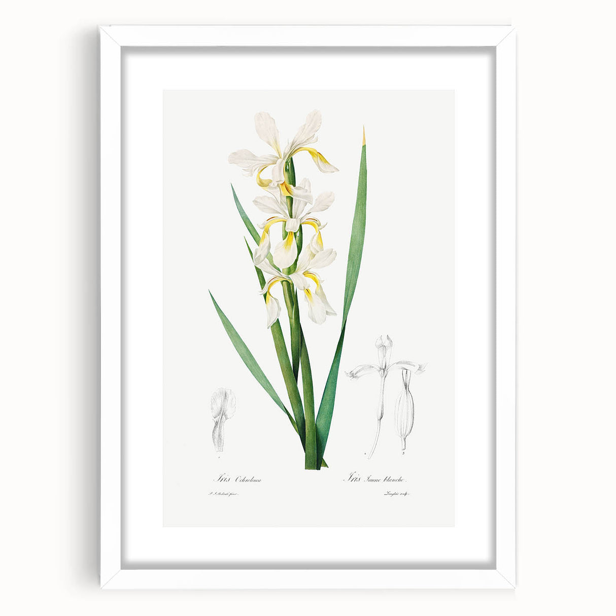 Neoclassical Art Print of Gold-banded Iris by Redouté - Botanical Decor