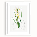 Neoclassical Art Print of Gold-banded Iris by Redouté - Botanical Decor
