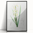 Neoclassical Art Print of Gold-banded Iris by Redouté - Botanical Decor