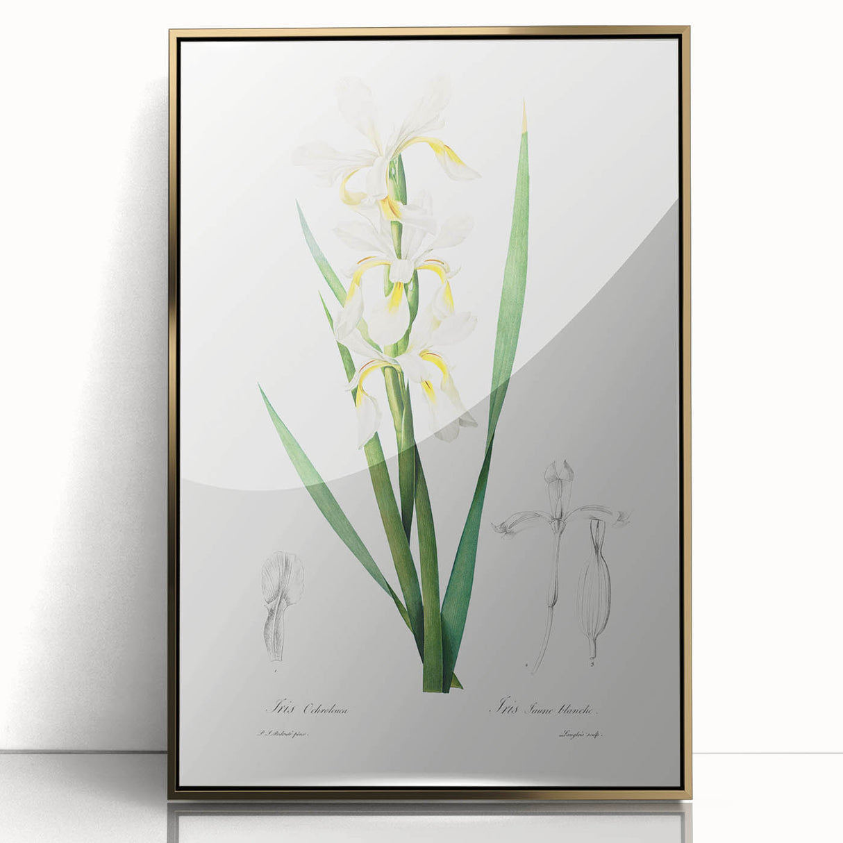 Neoclassical Art Print of Gold-banded Iris by Redouté - Botanical Decor