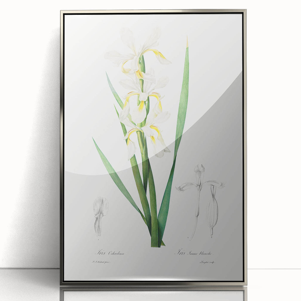 Neoclassical Art Print of Gold-banded Iris by Redouté - Botanical Decor