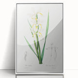 Neoclassical Art Print of Gold-banded Iris by Redouté - Botanical Decor
