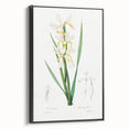 Neoclassical Art Print of Gold-banded Iris by Redouté - Botanical Decor