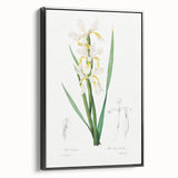 Neoclassical Art Print of Gold-banded Iris by Redouté - Botanical Decor
