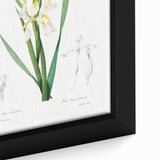 Neoclassical Art Print of Gold-banded Iris by Redouté - Botanical Decor