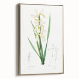 Neoclassical Art Print of Gold-banded Iris by Redouté - Botanical Decor