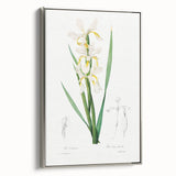 Neoclassical Art Print of Gold-banded Iris by Redouté - Botanical Decor