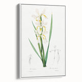 Neoclassical Art Print of Gold-banded Iris by Redouté - Botanical Decor