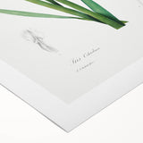 Neoclassical Art Print of Gold-banded Iris by Redouté - Botanical Decor