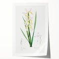 Neoclassical Art Print of Gold-banded Iris by Redouté - Botanical Decor