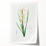 Neoclassical Art Print of Gold-banded Iris by Redouté - Botanical Decor