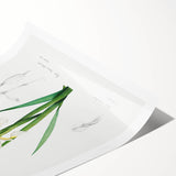 Neoclassical Art Print of Gold-banded Iris by Redouté - Botanical Decor