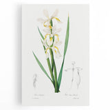 Neoclassical Art Print of Gold-banded Iris by Redouté - Botanical Decor