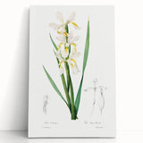 Neoclassical Art Print of Gold-banded Iris by Redouté - Botanical Decor
