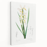 Neoclassical Art Print of Gold-banded Iris by Redouté - Botanical Decor