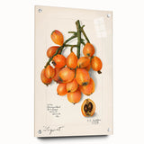 Acrylic print of large abstract wall art featuring assorted fruits in vibrant colors, ideal for dining room decor.