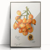 Mid-century modernist art featuring assorted fruits in vibrant colors on a silver-framed acrylic print.