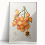 Art deco poster featuring an array of colorful fruits on a white acrylic framed print, suitable for modern nursery decor.