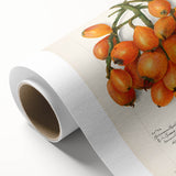 Art Deco poster of assorted fruits in vibrant colors on rolled canvas, ideal for nursery wall art or dining room decor.