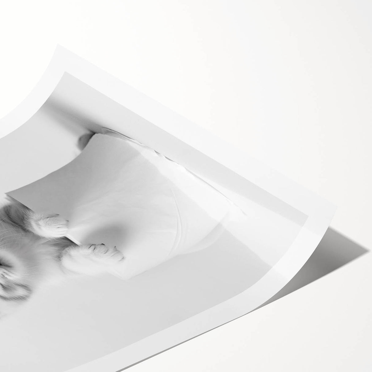 Bathroom Wall Art: Adorable Kitten on Toilet Roll – Modern Decor